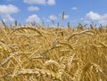 Wheat field. cereals. harvest on an agricultural field. agrarian sector of production Royalty Free Stock Photo