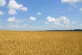 Wheat field. cereals. harvest on an agricultural field. agrarian sector of production Royalty Free Stock Photo