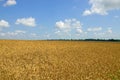 Wheat field. cereals. harvest on an agricultural field. agrarian sector of production Royalty Free Stock Photo