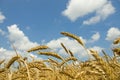 Wheat field. cereals. harvest on an agricultural field. agrarian sector of production Royalty Free Stock Photo