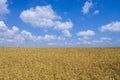 Wheat field. cereals. harvest on an agricultural field. agrarian sector of production Royalty Free Stock Photo