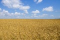 Wheat field. cereals. harvest on an agricultural field. agrarian sector of production Royalty Free Stock Photo