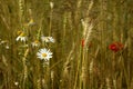 Wheat field with chamomile, corn poppy and marguerite daisy Royalty Free Stock Photo