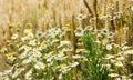 Wheat field with chamomile in the foreground under cloudy sky Royalty Free Stock Photo