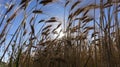 Wheat field and clear sky trees mountains Royalty Free Stock Photo