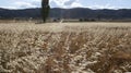 Wheat field and clear sky trees mountains Royalty Free Stock Photo