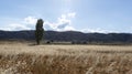 Wheat field and clear sky trees mountains Royalty Free Stock Photo