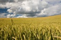 Wheat field close-up Royalty Free Stock Photo