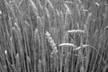 Wheat field close-up with blur effect in black and white Royalty Free Stock Photo