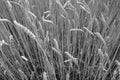 Wheat field close-up with blur effect in black and white Royalty Free Stock Photo