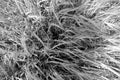 Wheat field close-up with blur effect in black and white Royalty Free Stock Photo