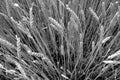 Wheat field close-up with blur effect in black and white Royalty Free Stock Photo