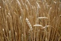 Wheat field close-up with blur effect Royalty Free Stock Photo