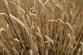 Wheat field close-up with blur effect Royalty Free Stock Photo