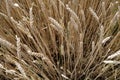 Wheat field close-up with blur effect Royalty Free Stock Photo