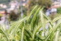 A close up of an ear of rye. Food crisis and hunger during the war Royalty Free Stock Photo