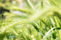 A close up of an ear of rye. Food crisis and hunger during the war Royalty Free Stock Photo