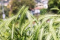 Wheat field. A close up of an ear of rye. Royalty Free Stock Photo