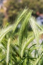 Wheat field. A close up of an ear of rye. Royalty Free Stock Photo