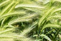 Wheat field. A close up of an ear of rye. Royalty Free Stock Photo