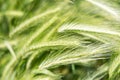 Wheat field. A close up of an ear of rye. Royalty Free Stock Photo