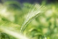 A close up of an ear of rye. Food crisis and hunger during the war Royalty Free Stock Photo