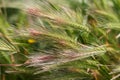 Wheat field. A close up of an ear of rye. Food crisis and hunger during the war. Royalty Free Stock Photo