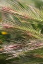 Wheat field. A close up of an ear of rye. Royalty Free Stock Photo