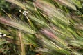 Wheat field. A close up of an ear of rye. Royalty Free Stock Photo
