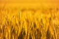 Wheat field. Close up ears of gold wheat on sunset. soft focus. Harvest Concept Royalty Free Stock Photo