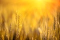 Wheat field. Close up ears of gold wheat on sunset. soft focus. Harvest Concept Royalty Free Stock Photo