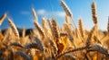 Wheat in a field close-up. Generative AI.