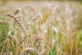 Wheat field close-up, Golden ears, late summer, autumn Royalty Free Stock Photo