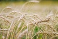 Wheat field close-up, Golden ears, late summer, autumn Royalty Free Stock Photo