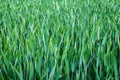 Wheat on field, close-up. Royalty Free Stock Photo