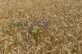 Wheat field close-up at July Royalty Free Stock Photo