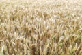 Wheat field. Ears of ripe golden wheat close up. Harvest time. Agricultural wheat or rye field background Royalty Free Stock Photo