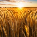 wheat field close up in photorealistic landscape