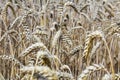 Wheat field close up phto to corn ear