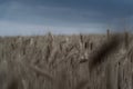 Wheat field. close-up. stormy weather summer time. Royalty Free Stock Photo