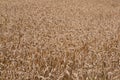 Wheat field close up view Royalty Free Stock Photo