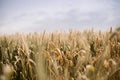 Wheat field. Close up view of ears of golden wheat. Royalty Free Stock Photo