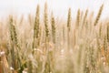 Wheat field. Close up view of ears of golden wheat. Royalty Free Stock Photo