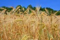 Wheat field close up Royalty Free Stock Photo