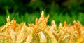 Wheat field close up with yellow and green