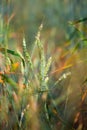 Wheat field closeup Royalty Free Stock Photo