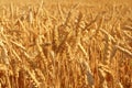 Wheat field closeup Royalty Free Stock Photo