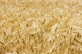 Wheat field closeup. Harvest and food concept