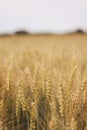 Wheat field closeup of the kernels Royalty Free Stock Photo