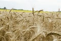 Wheat field closeup with ripe spikelets Royalty Free Stock Photo